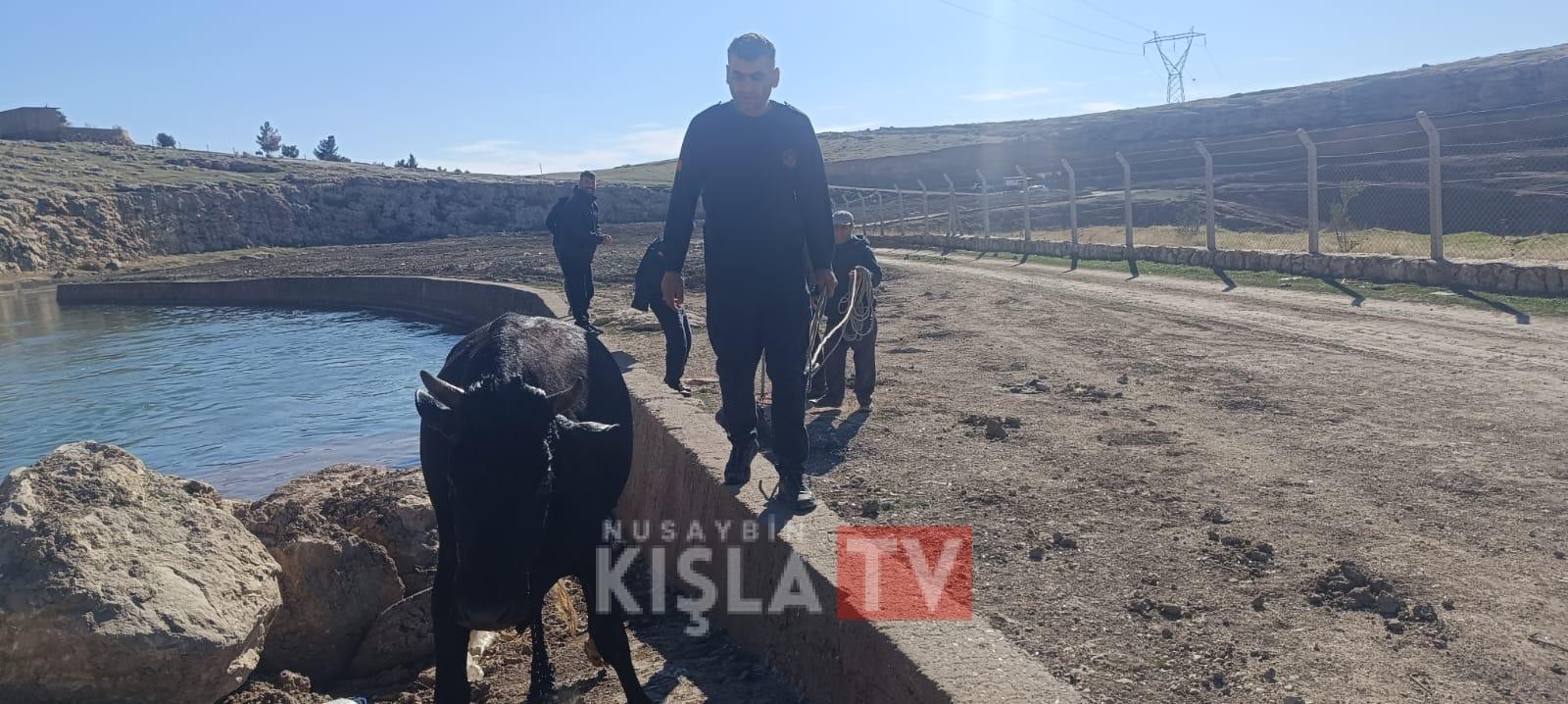 Nusaybin’de İtfaiye Ekipleri Sulama Kanalına Düşen İneği Kurtardı