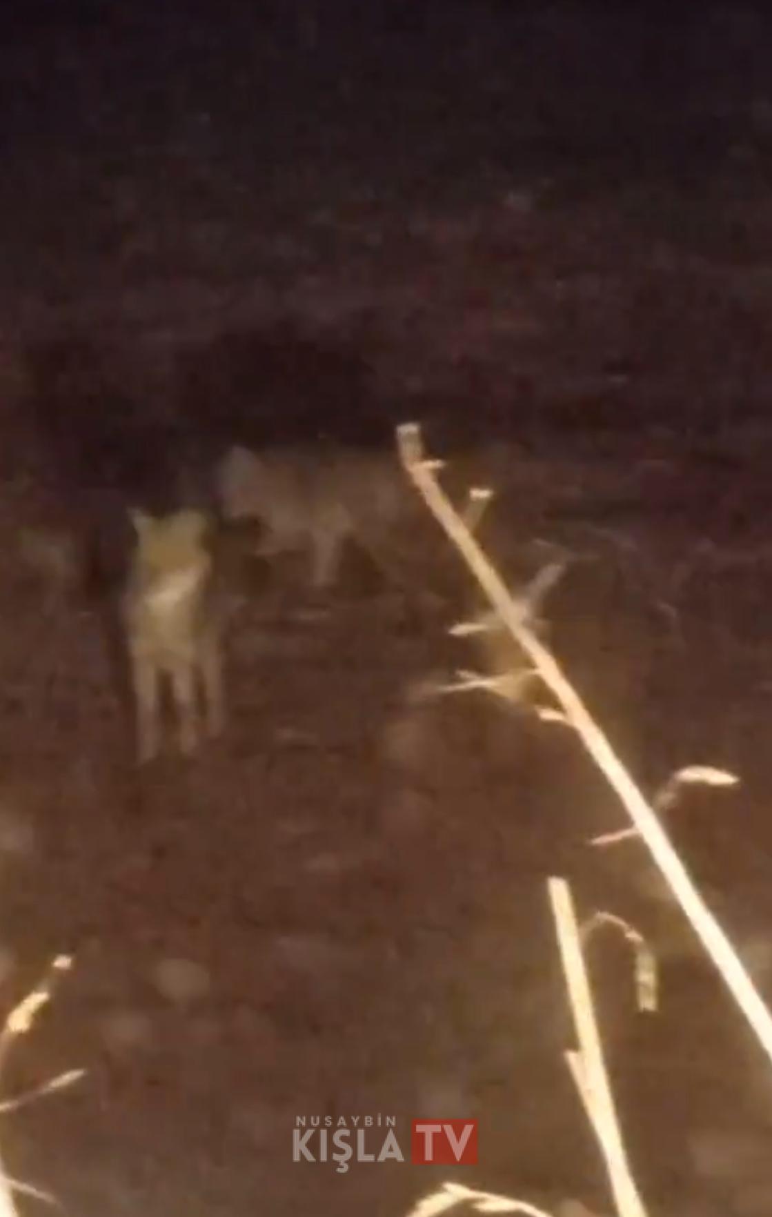 Kızıltepe Dikmen Köyü’nde Gece Saatlerinde İki Kurt Görüldü 