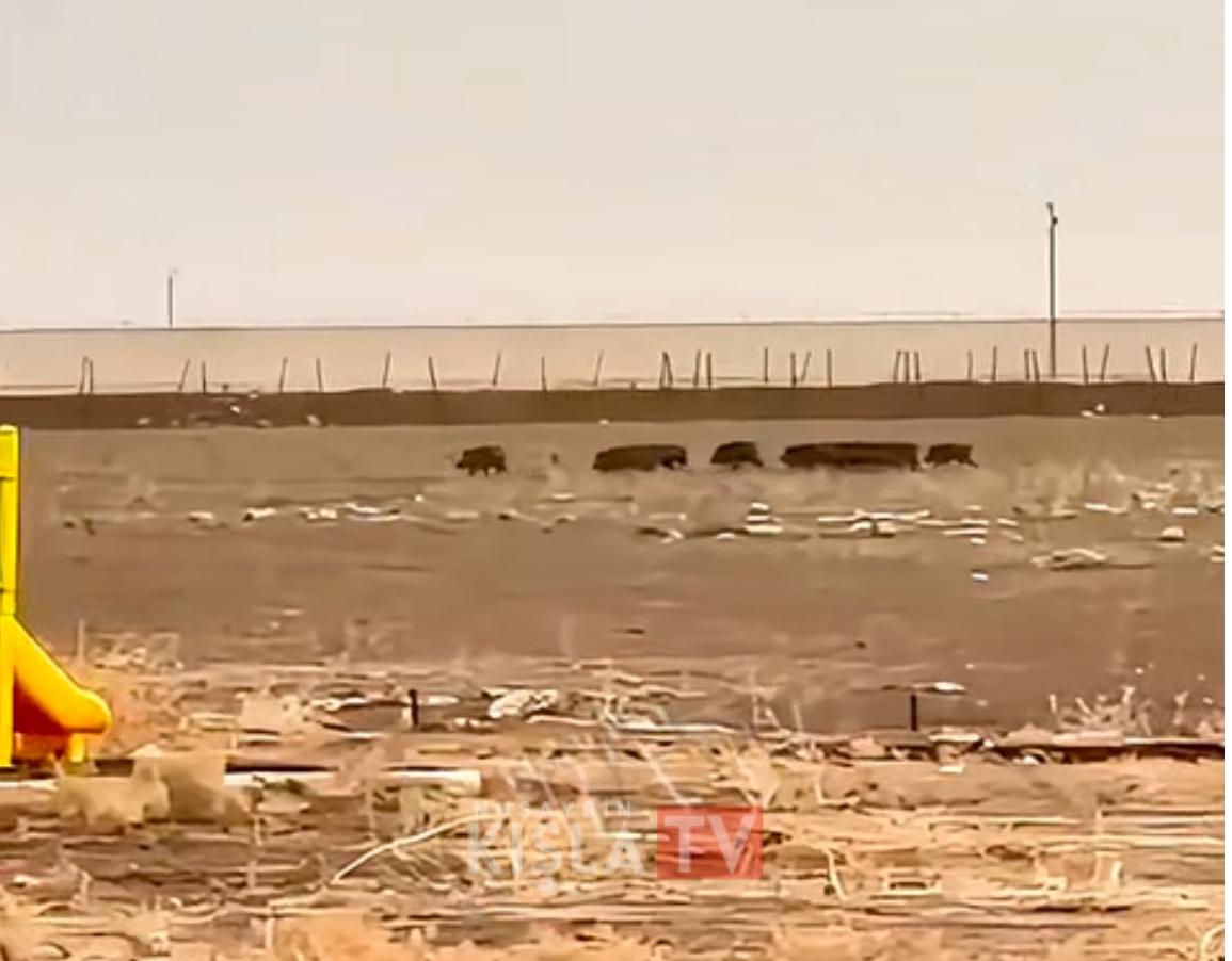 Nusaybin İkiztepe (Têzxerab) Köyünde Domuz Sürüsü Görüntülendi