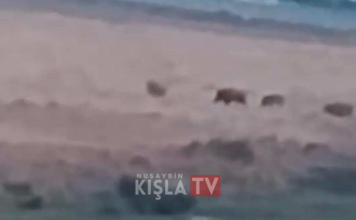 Nusaybine Bağlı Duruca Köyü’nde Domuz Sürüsü Görüldü