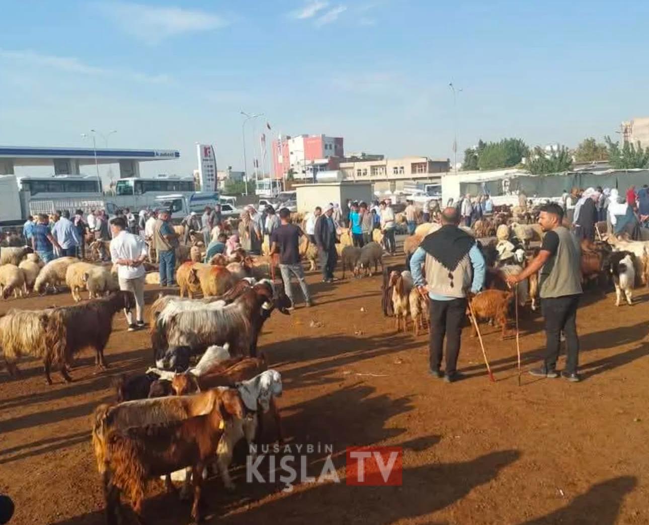 Şap Hastalığına Karşı Viranşehir Hayvan Pazarı Süresiz Kapatıldı